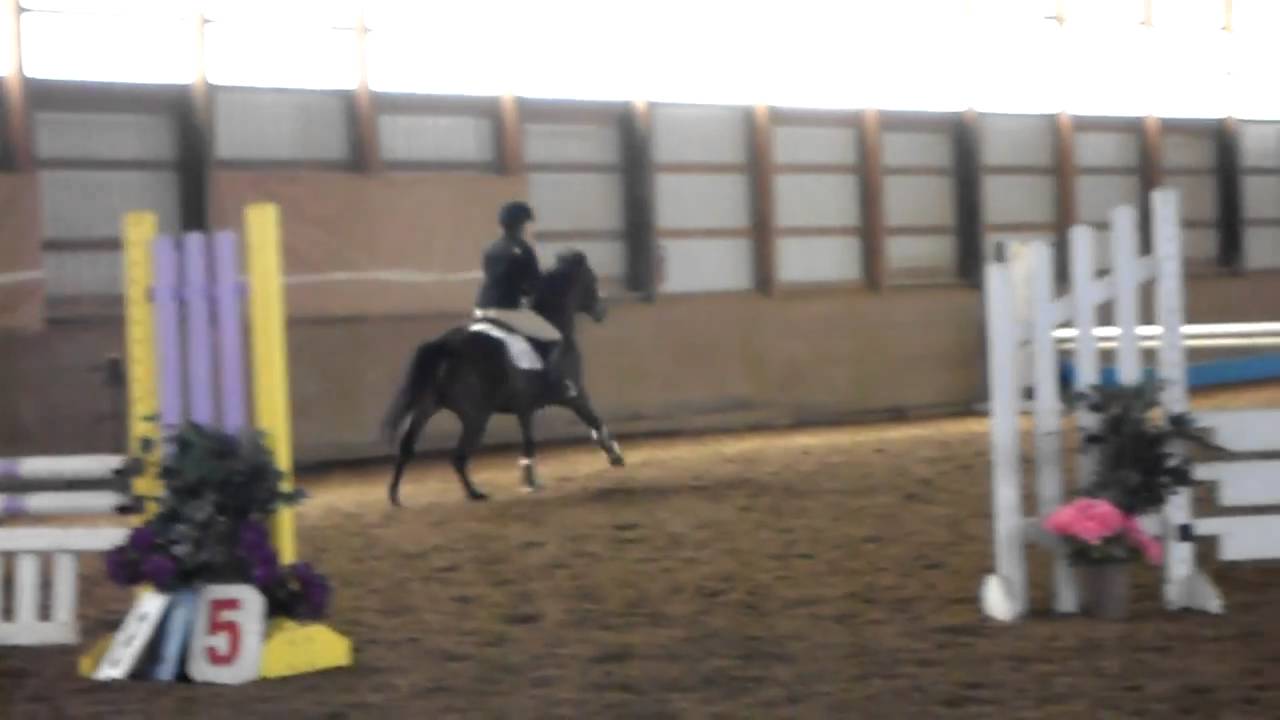 Horse jumping 3ft jumpers (aka level 1's) YouTube