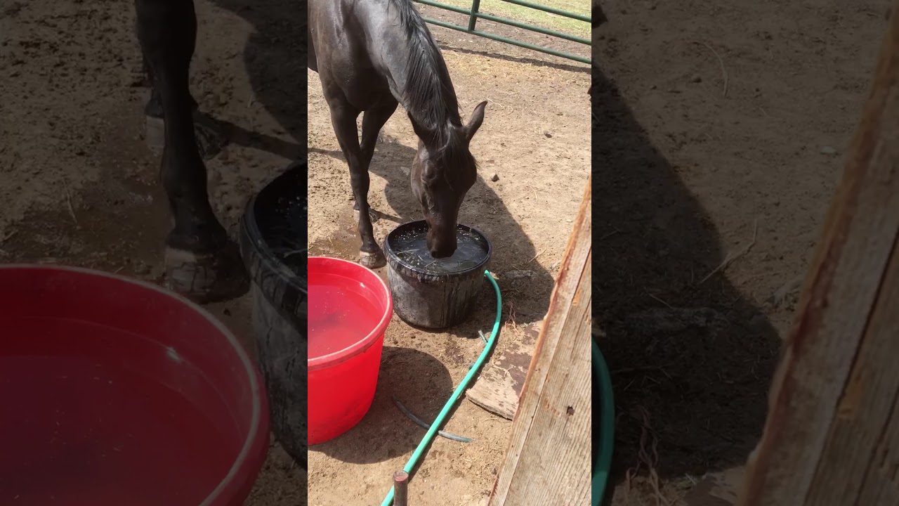 Horse blowing bubbles YouTube