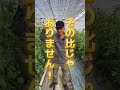 重大発表があります#熊本 #熊本 #農家 #shorts