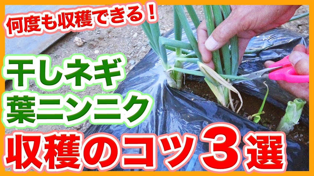 Tips for growing dried green onions and leaf garlic for a