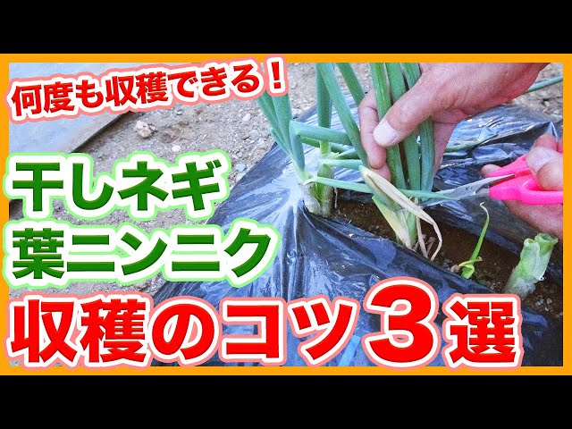 Tips for growing dried green onions and leaf garlic for a long