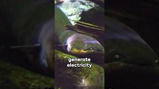What Happens When You Touch an Electric Eel?