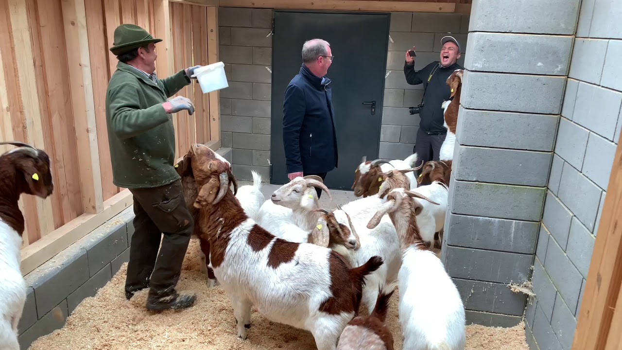 Ziegenauftrieb in Saarburg