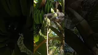 cara menangkap burung pipit