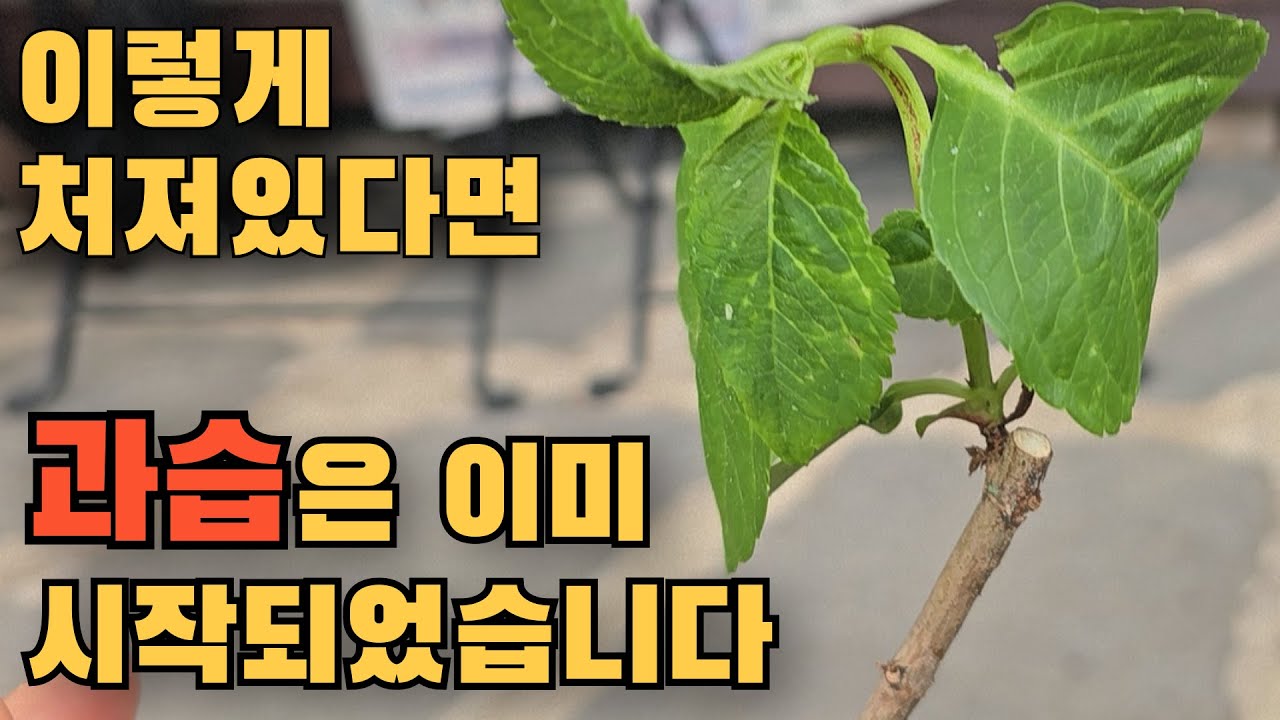 Узнайте о симптомах и мерах профилактики чрезмерного полива растений.