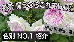 たー薔薇チャンネル Youtube たー薔薇チャンネル Youtube