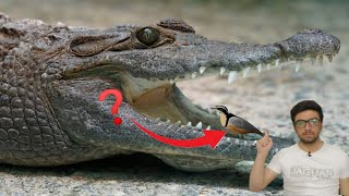 why crocodile can't harm plover bird. why crocodile can't eat Egyptian plover bird. interesting fact