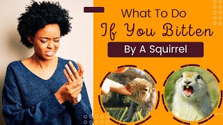 What To Do If You Are Bitten By A Squirrel