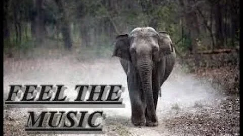 Relaxing Music with Birds Singing - Beautiful Piano Music & Guitar Music by Soothing Relaxation