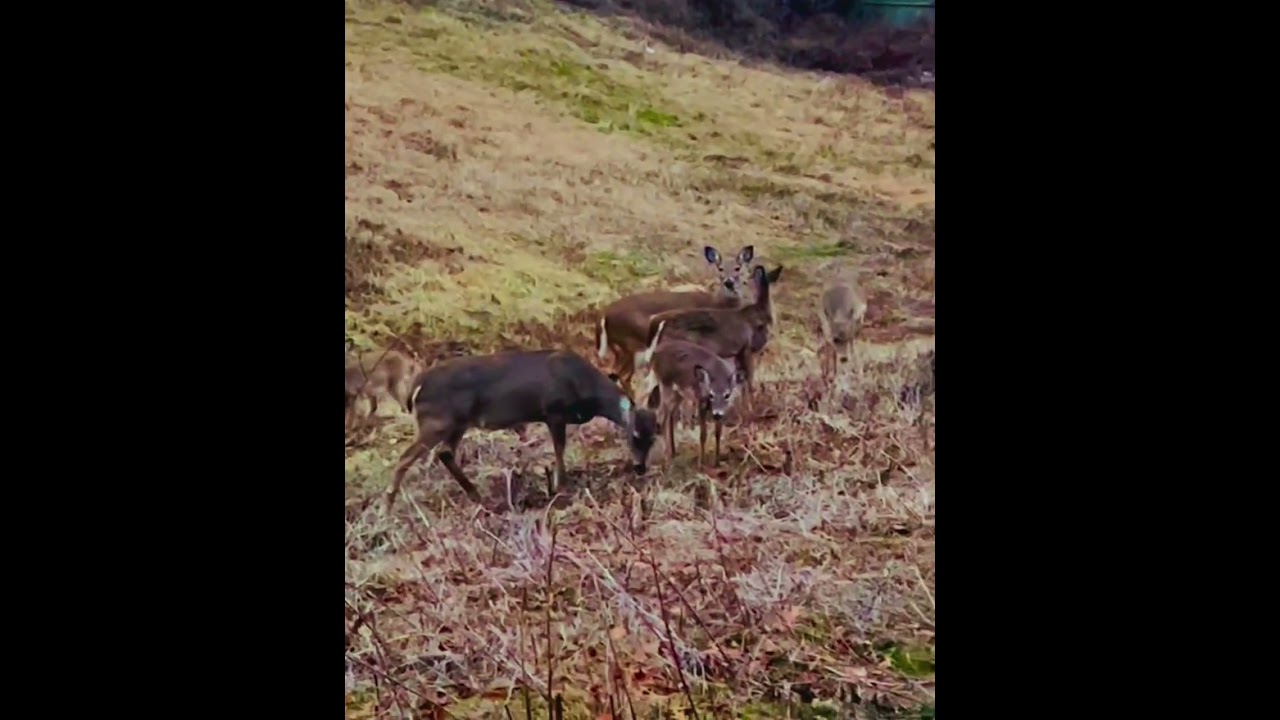 Watch These Stunning Deer Moments –#Deer #Wildlife#Youtubeshorts#thegreeparadiseandmore