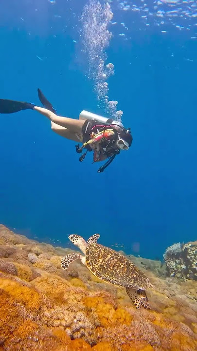 Diving at the STRONGEST current in the world! 🤯 #diving #indonesia #travel #komodoindonesia