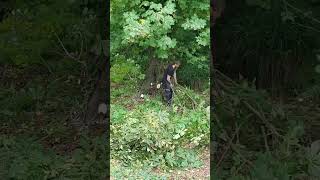 Clearing the base of an old Horse Chestnut tree