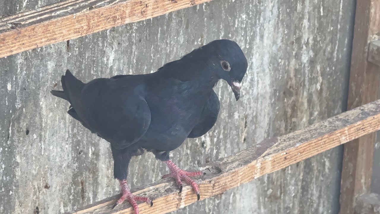 عدنه صيد 5 😎وزغار كامن يتحركن😊