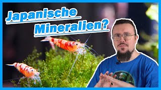Red Fancy Tiger Zucht Update I Frühlingsgefühle