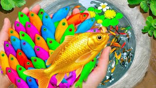Awesome Catch Beautiful Colorful Aquarium Fish In Small Pond, Nemo Fish, Red Guppy, Carp,Pencilfish