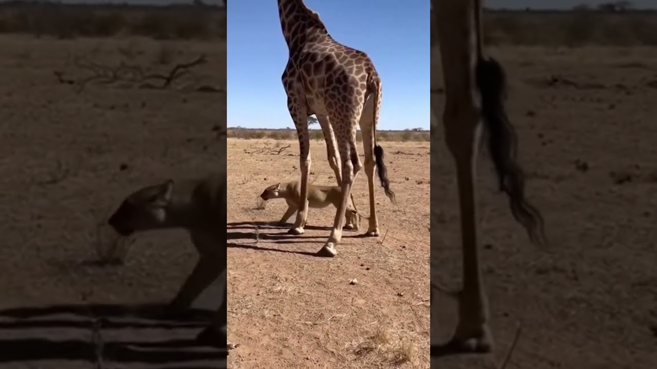 The Lion Thought It Was Safe... Then THIS Happened 🦒💥 