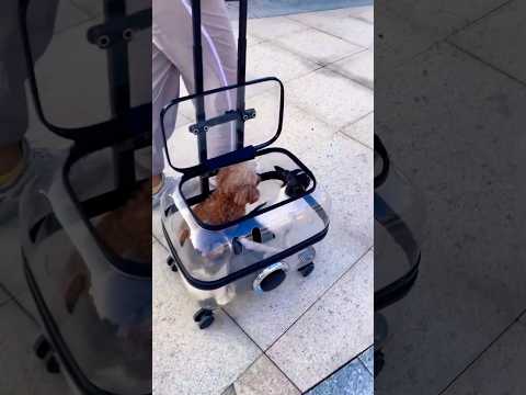 transparent PVC cat