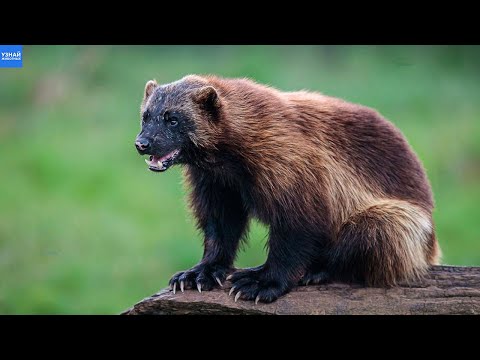 Video: Pamilyang Kunih - mga mandaragit na mammal