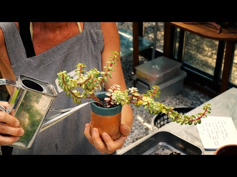 Video: Saksı Bitkilerini Alttan Sulama - Bitkileri Alttan Sulama