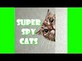 CATS ARE THE SNEAKIEST SPIES – Ninja Cat Compilation