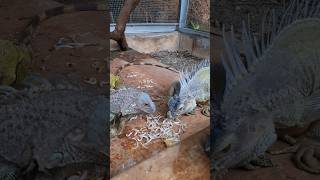 Pasangan Iguana #reptile #lizard #asmr
