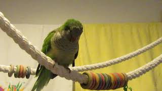 jojo and chickie caiques preening