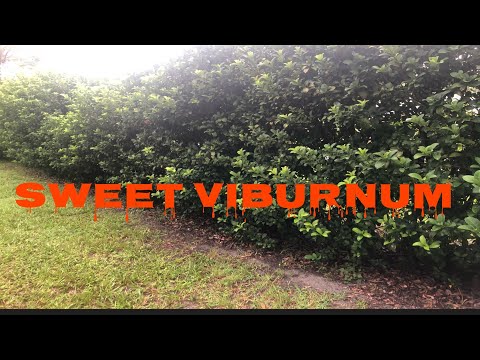 Video: Sweet Viburnum Vækstbetingelser - Sådan plejes Sweet Viburnum