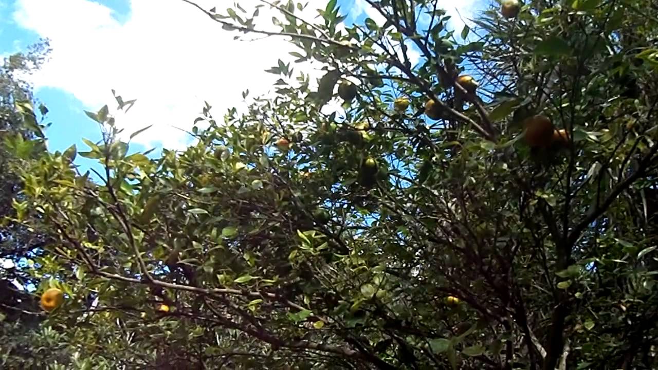 orange tree disease youtube orange tree diseases