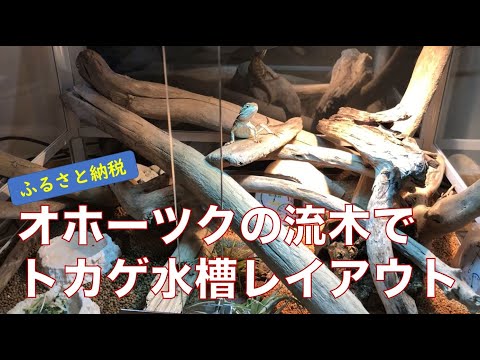 ふるさと納税で大量に届いたオホーツクの流木をレオパ、カナヘビ