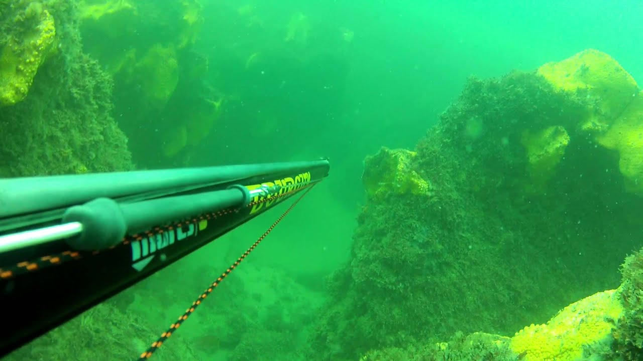 Chasse sous marine atlantique amélie HD bar louvine sar dorade royale mulet muge ombrine robalo