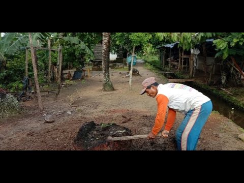 Mencabut tunggul pohon kelapa