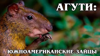 АГУТИ: Южноамериканский 