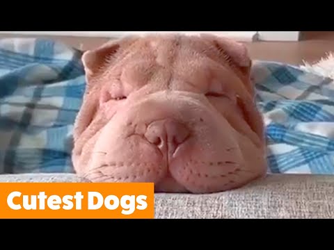 adorable-funny-dogs-|-funny-pet-videos