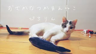 新猫おもちゃ！猫に変な魚のおもちゃ与えてみた結果...【家猫ぴろりん】