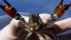 Invasive crayfish threaten species in Oregon's Crater Lake