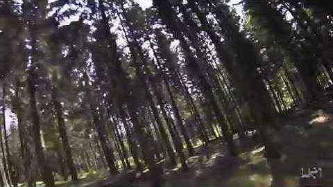 the woods -Vortex 230 Mojo