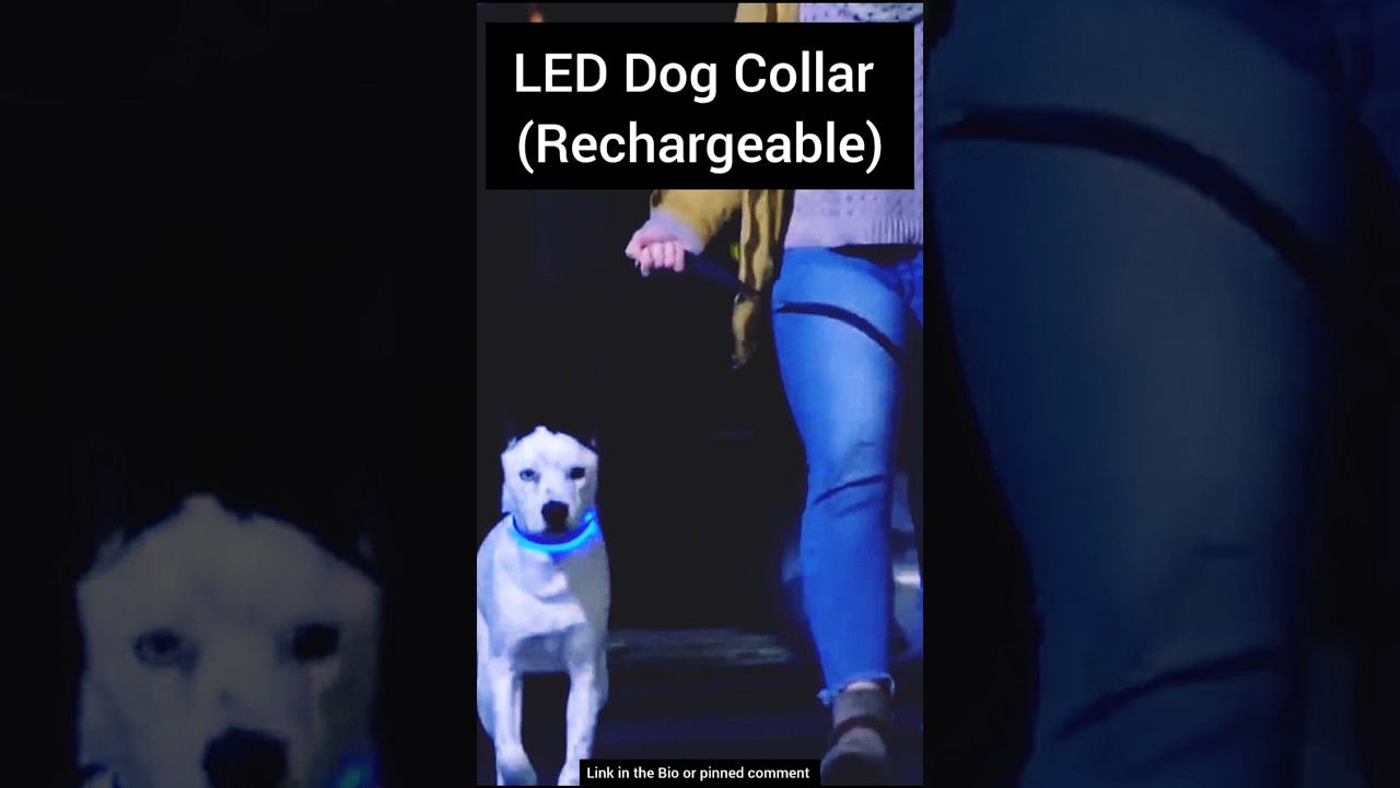 LED Dog Collar – Keep Your Dog Safe at Night! (Rechargeable) | #shorts #pets #dogproducts #doglife