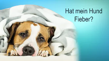 Wie erkennt man das der Hund Fieber hat?