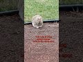This cute bunny is liking my place 🤗