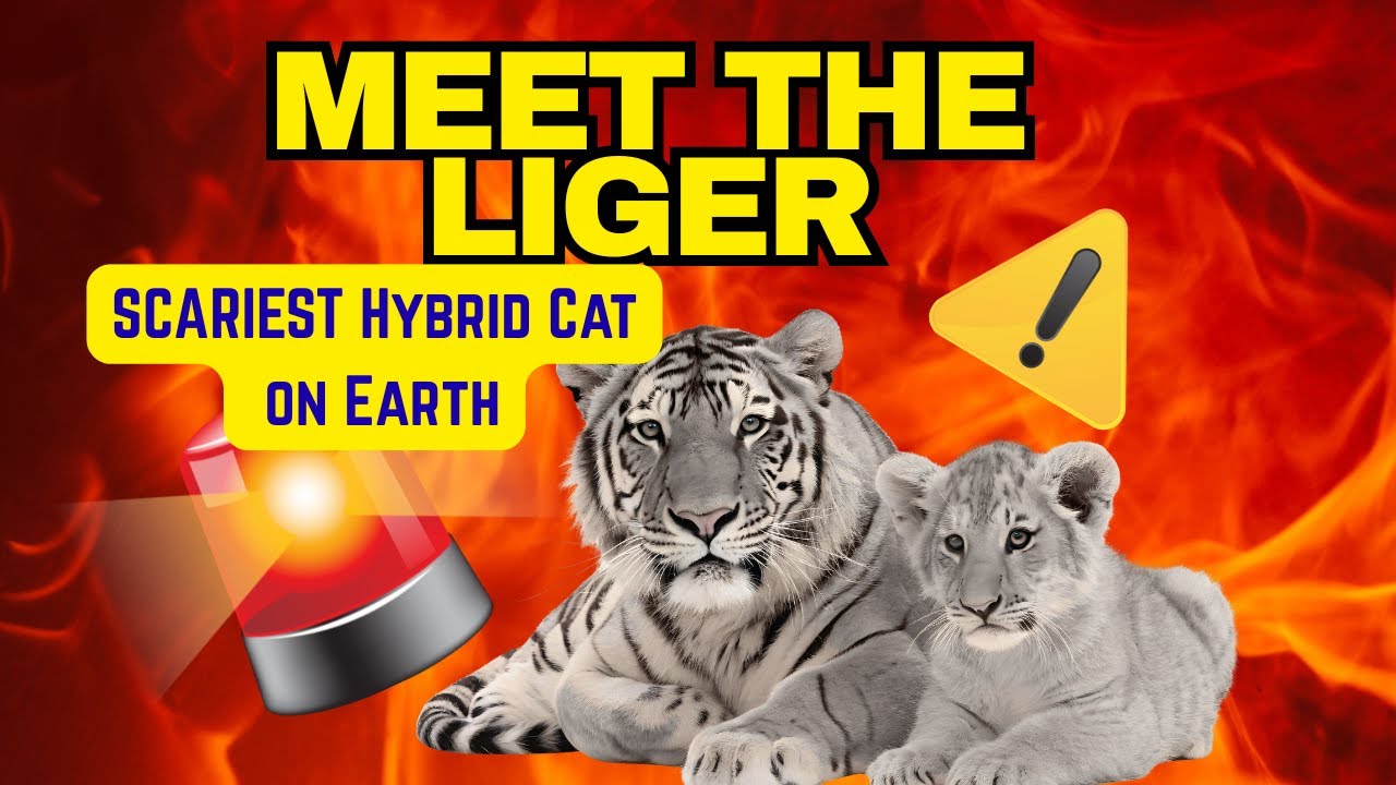 Liger – The Scariest Hybrid Cat on Earth | Half Lion Half Tiger Facts