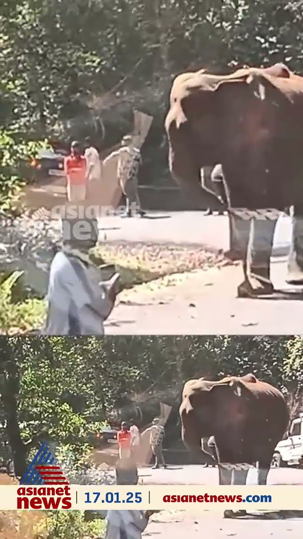 നടുറോഡിൽ നിലയുറപ്പിച്ച് 'മുറിവാലൻ', ആന അവശനിലയിലെന്ന് യാത്രക്കാർ