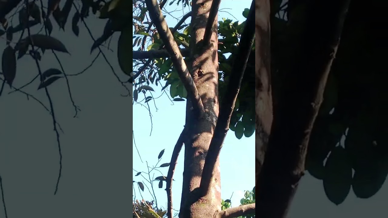 การปลูกทุเรียนที่ไม่มีแสงแดด