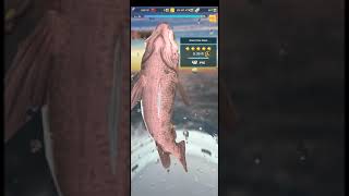 Ace fishing 🎣 giant sea bass screenshot 3
