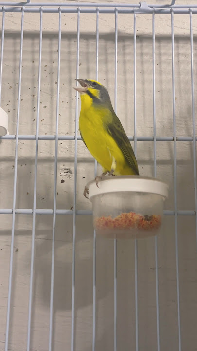 SERINUS Mozambicus | سيرينوس موزمبيق | Yellowfronted canary sing | Hybrid Finch | Nature Bird sounds