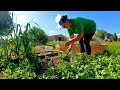 Everyday homestead life in spring flyonthewall perspective  farm life vlog