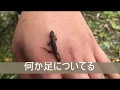 【アキランカ作】　手のりトカゲ　５cm BGMあり編