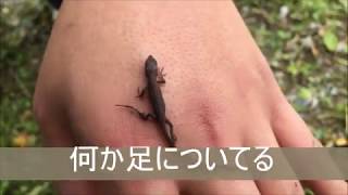 【アキランカ作】　手のりトカゲ　５cm BGMあり編