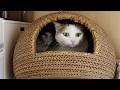 雷の予感がしてお籠りみり。-Miri had a premonition of thunder, so she shut herself.-