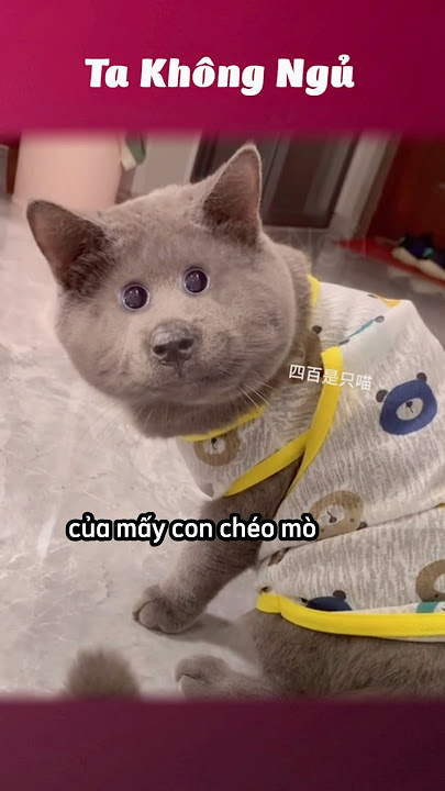 Mấy con chó mèo hài hước 🐈 #takhongngu
