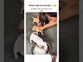 please help the animals 🙏.#viral #video #shorts #viralvideo #viralshorts #viraltrending #viralreels